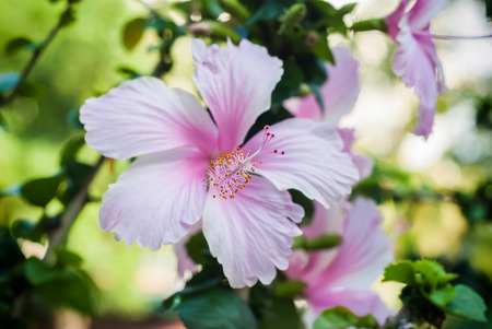Pink and white hibiscus flower in gardenの写真素材