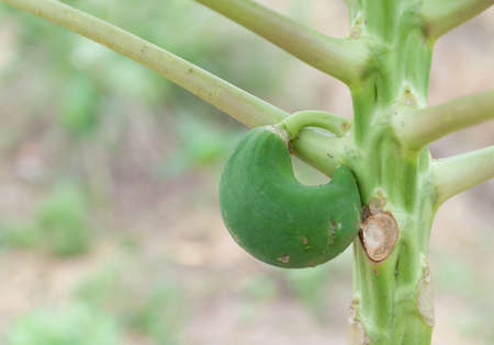 Papaya Treeの写真素材
