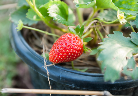 fresh strawberry with green leaves in the gardenの写真素材