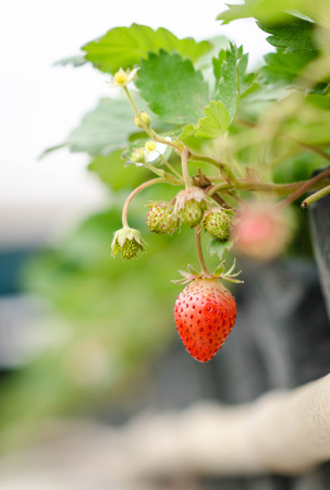 red strawberry in village garden.の写真素材