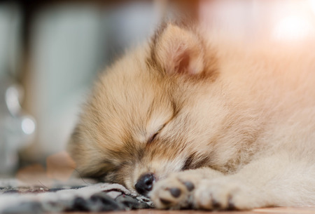 cute pet in house, pomeranian dog sleeping on the at home.の写真素材