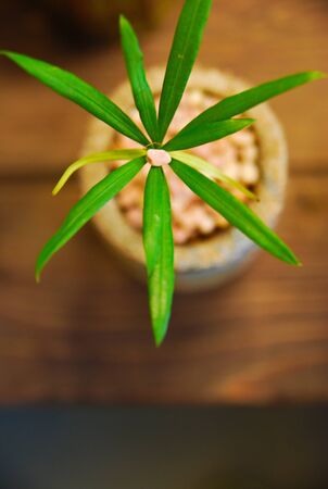 Colorful Flowers from the Nature in Asia.の写真素材