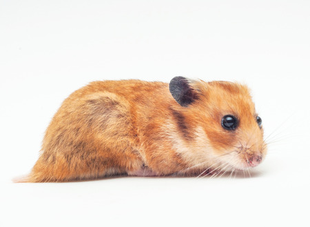 Mouse sitting の写真素材