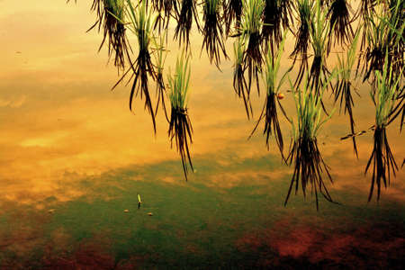 Fieldsの写真素材