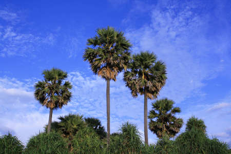 Sugar palmの写真素材