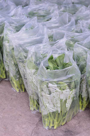  vegetable field  の写真素材