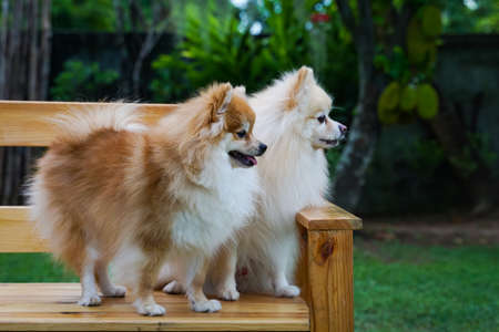 Pomeranians have always been lovely and loyal friends.の写真素材