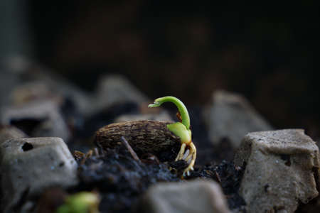 The seedlings grow from fertile soil to the morning.の写真素材