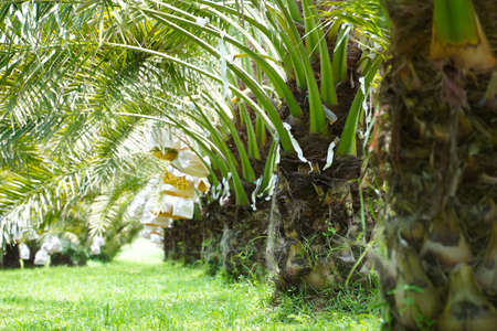 Bunch of yellow dates on date palm.