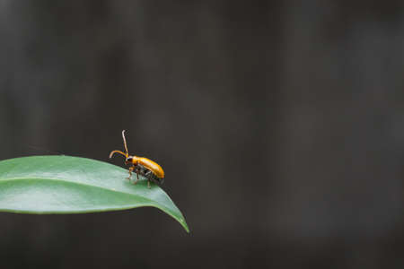 A small insect that forages on green grass in the evening.の写真素材