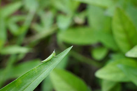 A small insect that forages on green grass in the evening.の写真素材