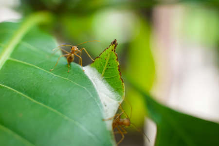 Red ants are defending and building a new nest.の写真素材