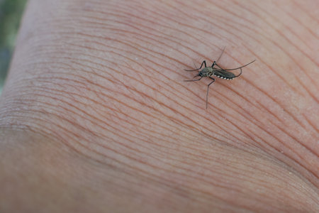 Dangerous malaria infected with mosquito bites Leishmaniasis, encephalitis, yellow fever, dengue,...