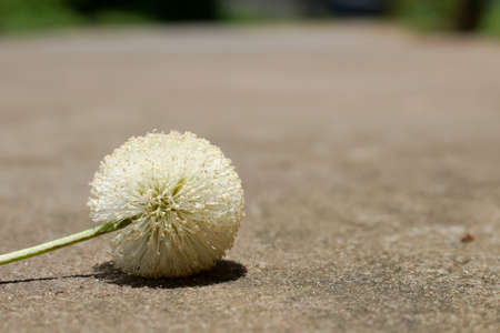 Pollen of wild flowers that grow by the side of the road.の写真素材