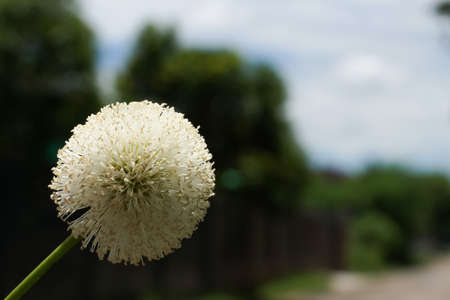 Pollen of wild flowers that grow by the side of the road.