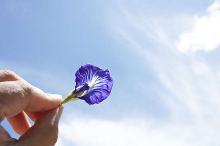 Wild flower pollen displayed against a bright sky background.の写真素材