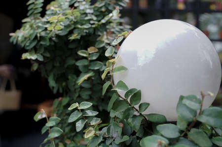 Creeping figs are small leafy plants that cover the walls of the house and decorate the walls of the house.の写真素材