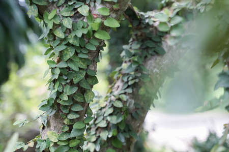Creeping figs are small leafy plants that cover the walls of the house and decorate the walls of the house.の写真素材