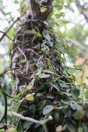 Creeping figs are small leafy plants that cover the walls of the house and decorate the walls of the...