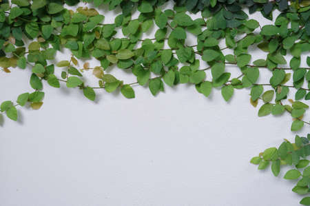 Creeping figs are small leafy plants that cover the walls of the house and decorate the walls of the...