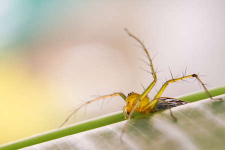 Striped lynx spider. spider types. spider macro images. Spider closeup photo.の写真素材