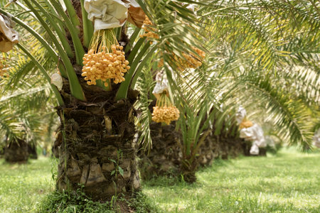 Bunch of yellow dates on date palm.