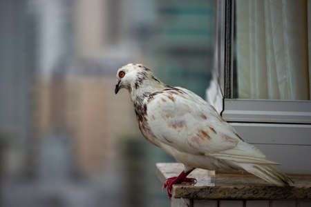 Photo of a beautiful white bird, a dove, which was sitting on the skyscraper of a building in the center of the city.の写真素材