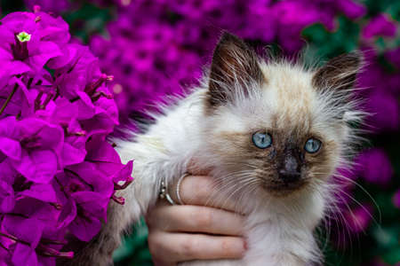 photo taken of a beautiful fluffy kitten in the garden.の写真素材