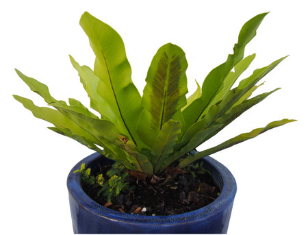 green plant in potの写真素材