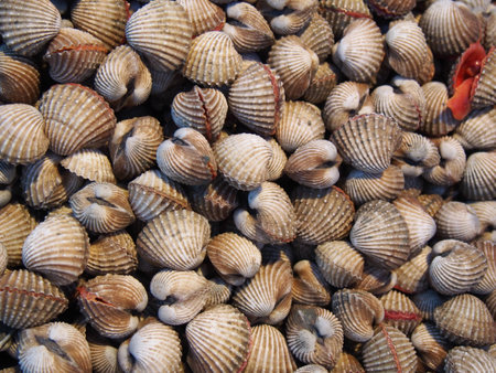 Scallop, Thai seafoodの写真素材
