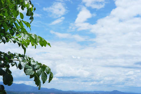 The green tree leaves from the roadside trees in the countryside in the morning sky.の写真素材