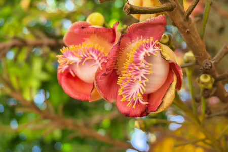 cannonball tree, is a deciduous tree in the family Lecythidaceae, which also contains the Brazil nut  Bertholletia excelsa   It is native to the rainforests of Central and South America It is cultivated in many other places の写真素材
