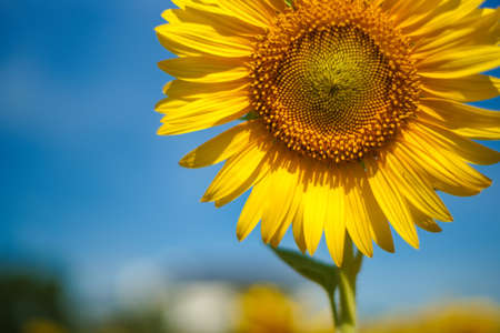 Isolated sunflower against a blue sky.の写真素材
