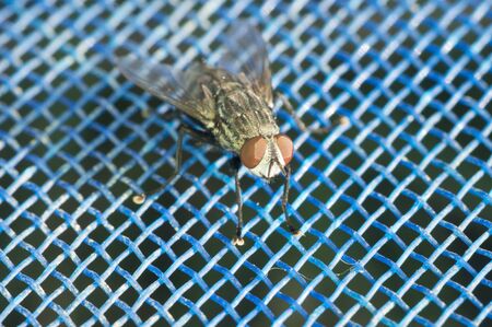 A macro shot of a housefly sitting on a blue net.