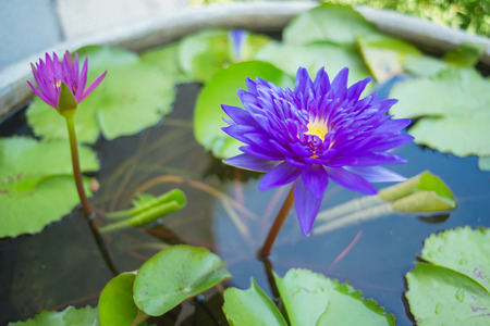 blue water lilyの写真素材