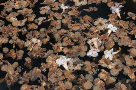 Dried flower petals floating on the water surface