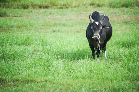 Cows on pasture.の写真素材