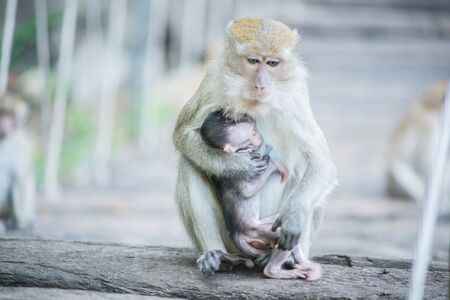 Monkey mother with a baby monkey sits on timberの写真素材