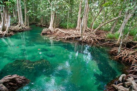 Mangrove tree, Tha Pom Khlong Song Nam, Krabi, Thailand