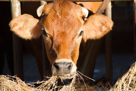 cow in a farm. Dairy cow in a farm.の写真素材