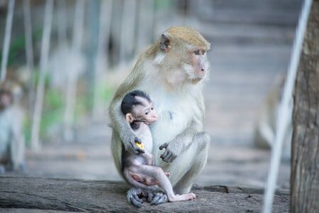 Monkey mother with a baby monkey sits on timber