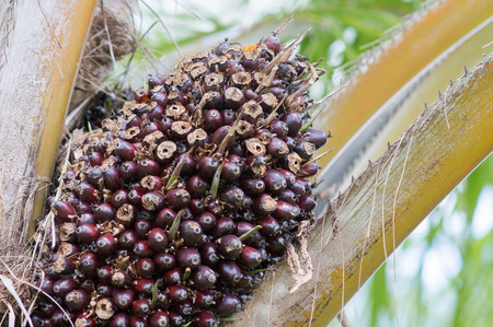 Palm oil fruit on tree.