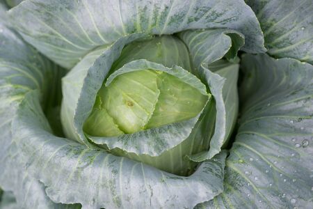 Closeup cabbage in the gardenの写真素材