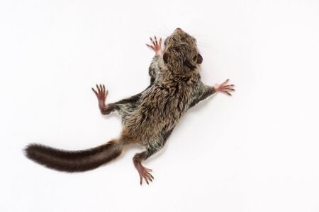 Baby flying Lemur (Galeopterus variegatus) on White backgroundの写真素材