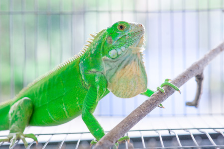 Closeup of Green Iguana in cageの写真素材