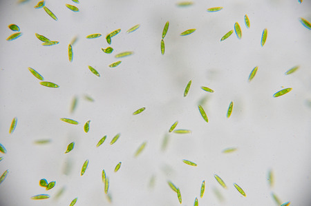 Euglena is a genus of single-celled flagellate Eukaryotes.の写真素材
