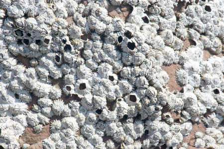 Closeup of dead barnacles on a rock