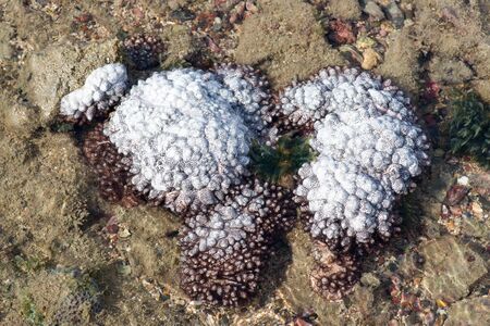 Coral bleaching, coral patients Global warming