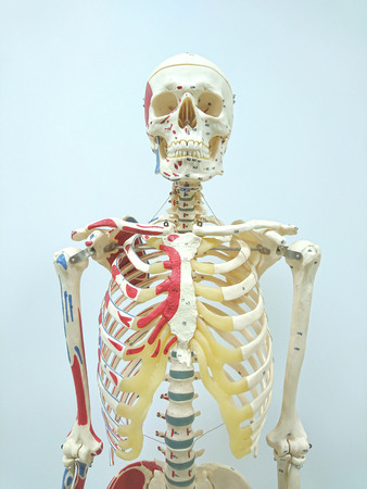 Human skeleton model for physiology in laboratoryの写真素材
