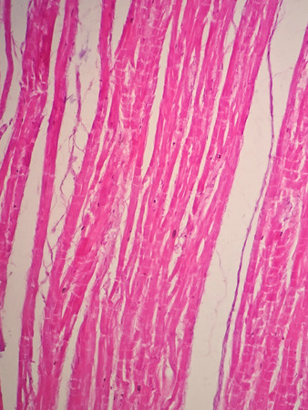 Histology of cardiac muscle under microscope viewの写真素材